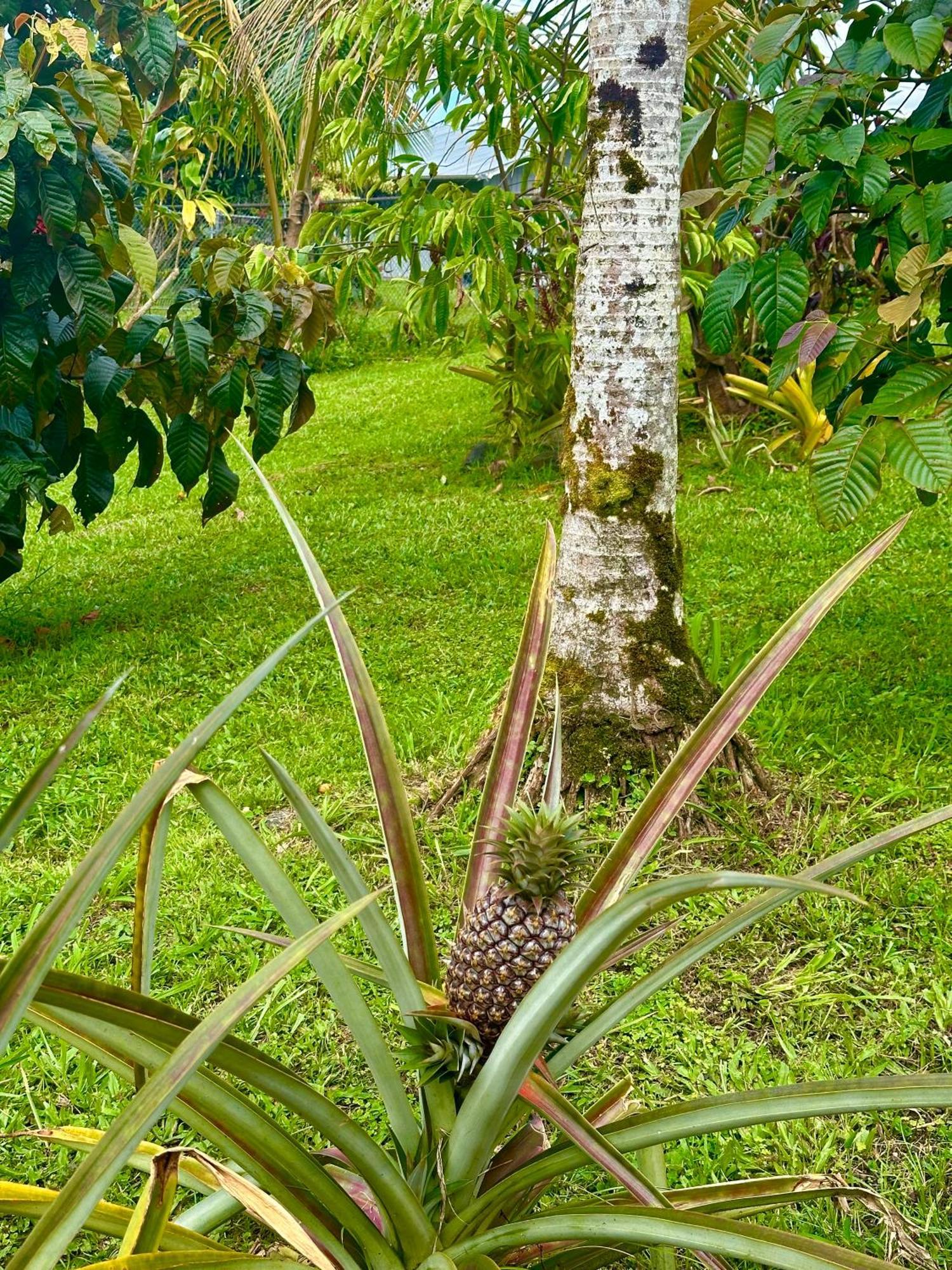 شقة Big Island Getaway Pahoa المظهر الخارجي الصورة